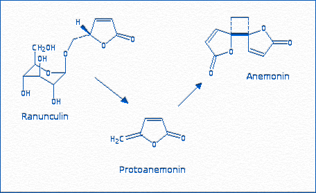 [Ranunculin; Protoanemonin; Anemonin]